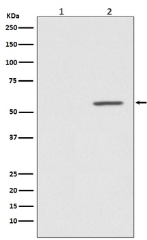 Phospho-AKT1/AKT1 Rabbit Monoclonal Antibody