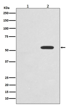 Phospho-c-Myc Rabbit Monoclonal Antibody