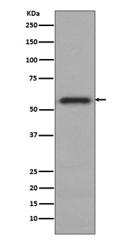 Phospho-c-Myc Rabbit Monoclonal Antibody