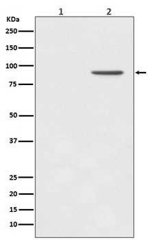 Phospho-STAT1/STAT1 Rabbit Monoclonal Antibody