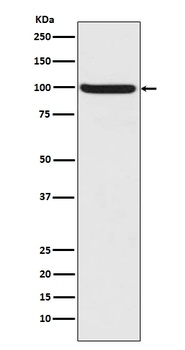 Phospho-Nrf2 NFE2L2 Rabbit Monoclonal Antibody