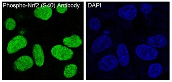 Phospho-Nrf2 NFE2L2 Rabbit Monoclonal Antibody