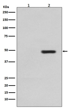 Phospho-Tau MAPT Rabbit Monoclonal Antibody