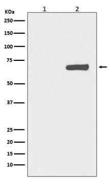 Phospho-YAP1/YAP1 Rabbit Monoclonal Antibody