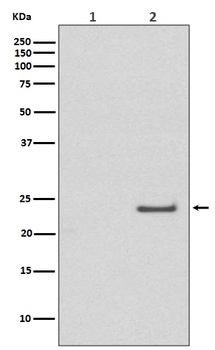 Phospho-Rac1/Cdc42 Rabbit Monoclonal Antibody