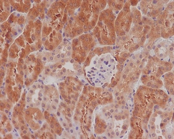 Phospho-eIF4E Rabbit Monoclonal Antibody