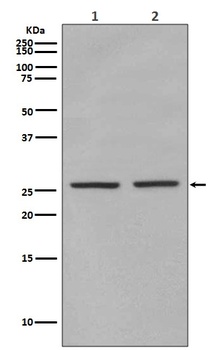 Phospho-eIF4E Rabbit Monoclonal Antibody