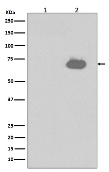 Phospho-SHP2 PTPN11/SHP2 Rabbit Monoclonal Antibody