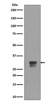 Phospho-Cdk1/2 Rabbit Monoclonal Antibody