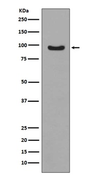 Phospho-FoxO3a Rabbit Monoclonal Antibody
