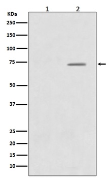 Phospho-Raf1 Rabbit Monoclonal Antibody
