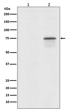 Phospho-Raf1 Rabbit Monoclonal Antibody