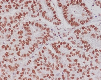 Phospho-Creb (S133) CREB1 Rabbit Monoclonal Antibody