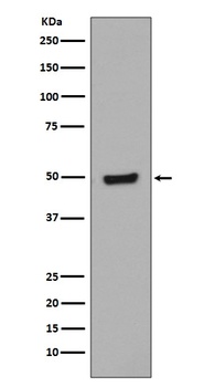Phospho-GATA3/GATA3 Rabbit Monoclonal Antibody