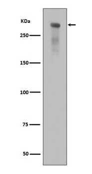 Phospho-DNA PKcs PRKDC/DNA Rabbit Monoclonal Antibody