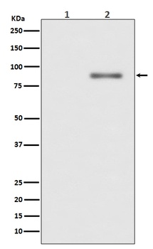 Phospho-PKC alpha PRKCA/PKC Rabbit Monoclonal Antibody