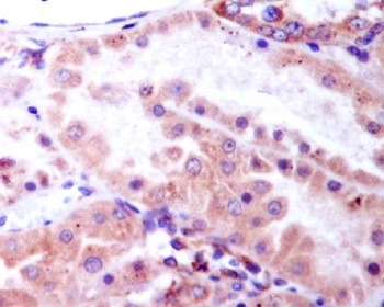 Phospho-GSK3 beta/GSK3 Rabbit Monoclonal Antibody