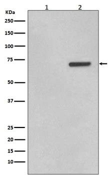 Phospho-ATF2/ATF2 Rabbit Monoclonal Antibody