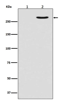 Phospho-POLR2A/POLR2A Rabbit Monoclonal Antibody