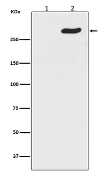 Phospho-POLR2A/POLR2A Rabbit Monoclonal Antibody