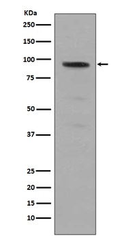 Phospho-Stat5 STAT5A Rabbit Monoclonal Antibody