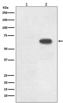 Phospho-Cdc6 Rabbit Monoclonal Antibody
