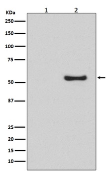 Phospho-Smad1/5/9 Rabbit Monoclonal Antibody