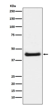 Phospho-c-Jun Rabbit Monoclonal Antibody