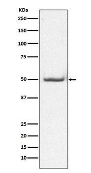 Phospho-c-Jun Rabbit Monoclonal Antibody