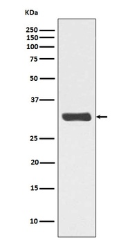 Phospho-RPA2/RPA2 Rabbit Monoclonal Antibody