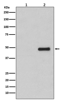 Phospho-CDC37/CDC37 Rabbit Monoclonal Antibody