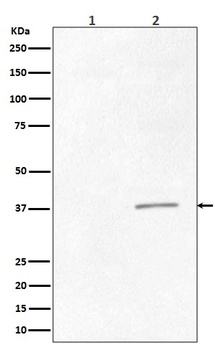 Phospho-CrkII Rabbit Monoclonal Antibody