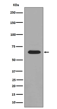 Phospho-PAK1/2/3 PAK3/PAK1 Rabbit Monoclonal Antibody