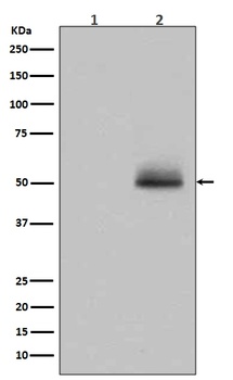 Phospho-GSK3 GSK3A/GSK3 Rabbit Monoclonal Antibody