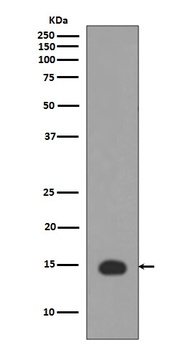 Histone H3 HIST1H3A Rabbit Monoclonal Antibody