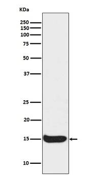 Histone H3 HIST1H3A Rabbit Monoclonal Antibody