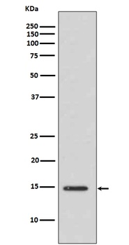 Histone H3 HIST1H3A Rabbit Monoclonal Antibody