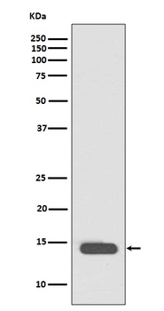 Histone H2B HIST1H2BB Rabbit Monoclonal Antibody
