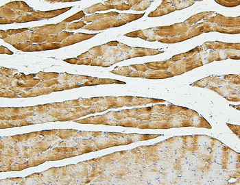 Cofilin 2/CFL2 Antibody (monoclonal, 8C13)