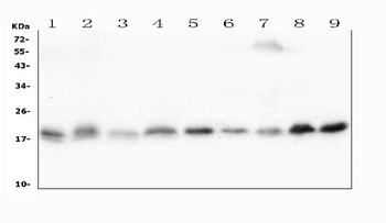 Cofilin 2/CFL2 Antibody (monoclonal, 8C13)