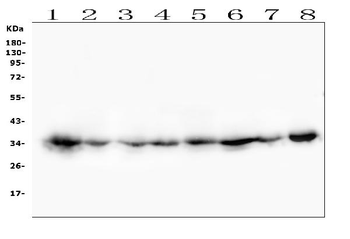 CDK1 Mouse Monoclonal Antibody