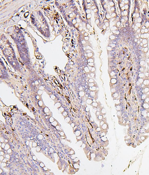 BAK/BAK1 Antibody (monoclonal, 4C2)