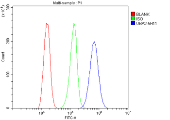 SAE2/UBA2 Mouse Monoclonal Antibody