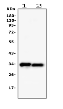 PPCS Mouse Monoclonal Antibody