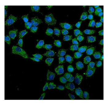 Hsp60/HSPD1 Antibody (monoclonal, 6G2)