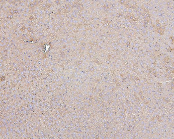 Hsp60/HSPD1 Antibody (monoclonal, 6G2)