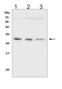 SDHB Mouse Monoclonal Antibody