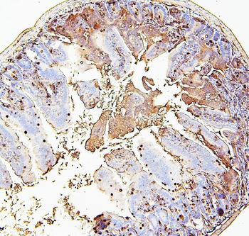 RAB27A Mouse Monoclonal Antibody