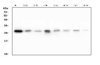 RAB27A Mouse Monoclonal Antibody