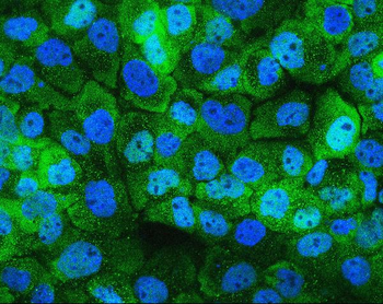 Hsp105/HSPH1 Antibody (monoclonal, 3D10)